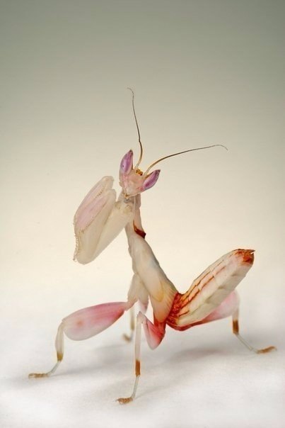     Hymenopus coronatus -  ,   ... - 4