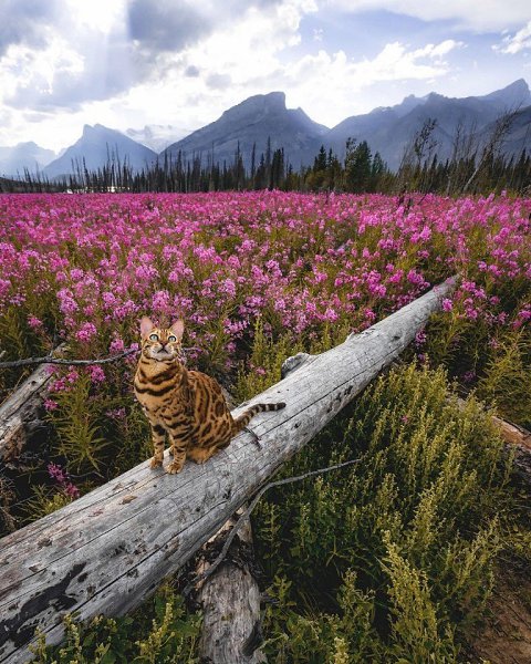 Милый путешественник.Автор: sukiicat (Инстаграм)#настроение@ican - 3