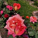  , , 50  -  1  2019   1 2019