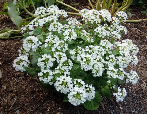 .  (Pachyphragma macrophyllum)       ...