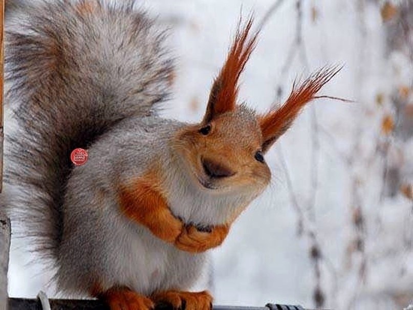   !   n,   nu!! ))