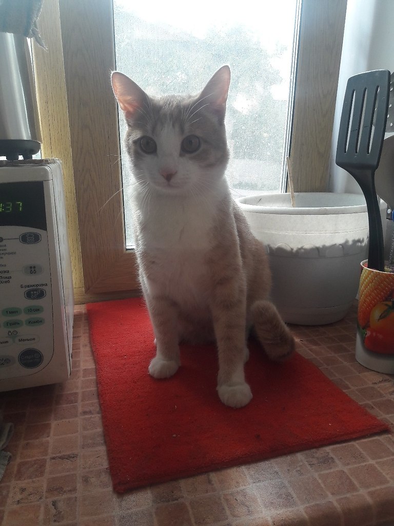 #_.     .  , ,    , ... - 4