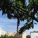 ���� �����, �����, 31 ��� - ��������� 25 �������� 2019 � ������ ���� ����������