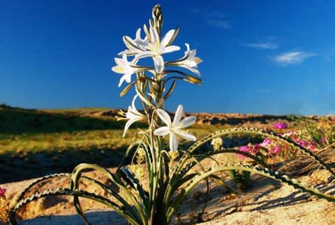 .  -  (Hesperocallis)   . ...