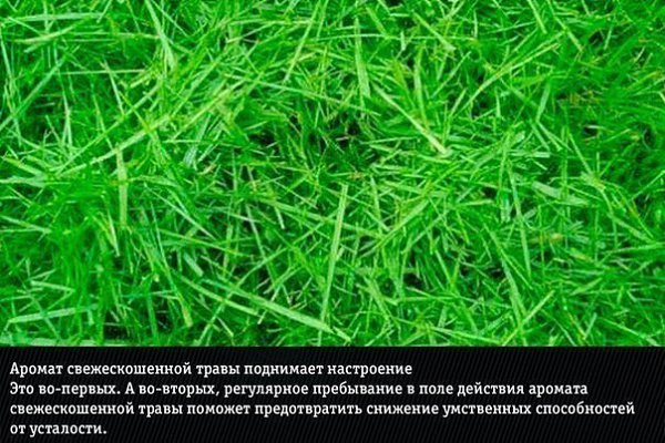 9 природных ароматов, неожиданно меняющие эмоции человека - 7