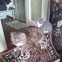 ���� ��������, ���������, 70 ��� - ��������� 27 ������ 2019 � ������ ���� ����������