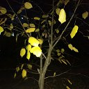 ���� Helen, ���� - ��������� 20 ������� 2019