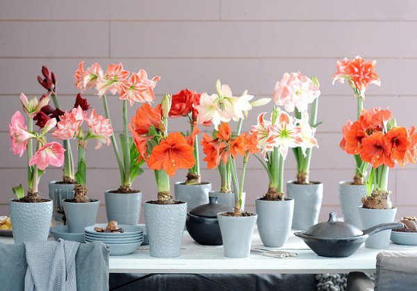 Период покоя комнатных растений.Период покоя – это своеобразный отдых для растений, это минимум ...