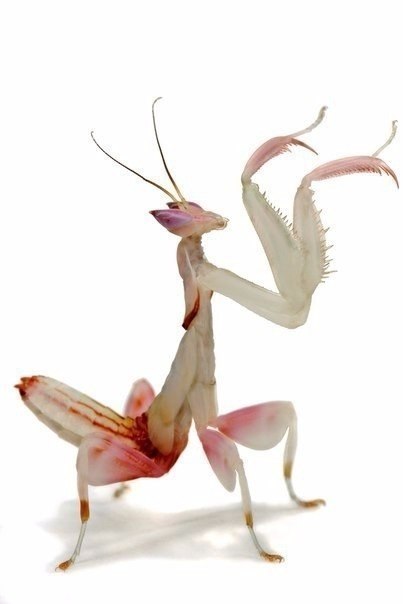     Hymenopus coronatus -  ,   ... - 7