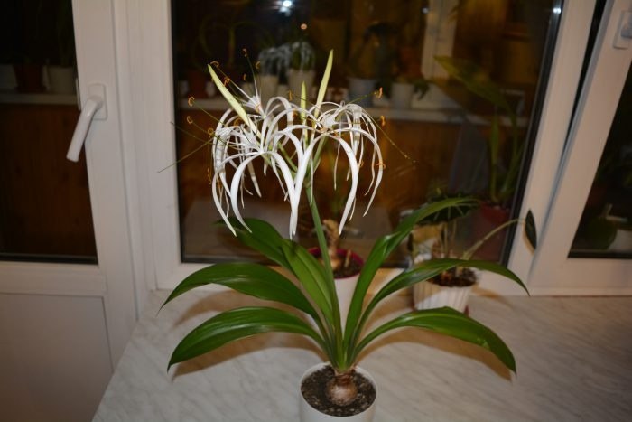 .   (Hymenocallis)      ...