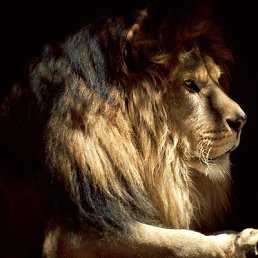 �������, ������, 54 ����