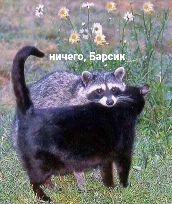 ,     -  ,  :