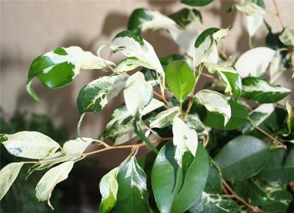 Если пестролистный фикус Бенджамина почти весь стал зеленым. Пестролистные формы декоративных ...