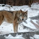 ���� ���������, ������ - ��������� 29 ������� 2019 � ������ �wolf�