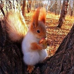 �����, ������ �����, 50 ���