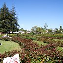  , , 70  -  18  2019   CA_2019_San Jose_Rose Garden