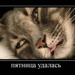 * ������� *, ������