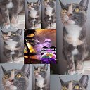 ���� �rat, ����, 36 ��� - ��������� 25 ������ 2019 � ������ ���� ����������