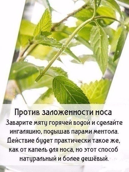 Чудо-мята: полезные свойства! А вы любите мятный чай? #советы@ican - 3