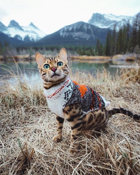 Милый путешественник.Автор: sukiicat (Инстаграм)#настроение@ican - 2