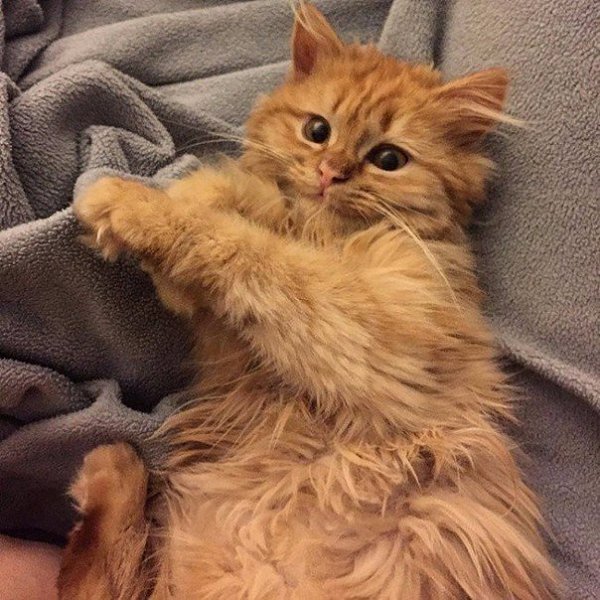 Кошечка с кличкой Рей, не перестает мило улыбаться. Потому что она из приюта едет домой в новую и ... - 3