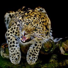 Pasha, ���������, 51 ���