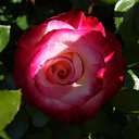  , , 70  -  18  2019   CA_2019_San Jose_Rose Garden