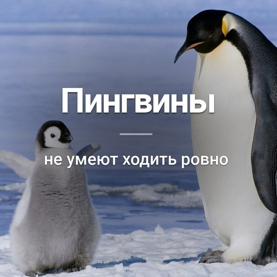 Глупые факты. Интересные факты о пингвинах для детей. Что умеют пингвины. Прикольные пингвины. Пингвин прикол.