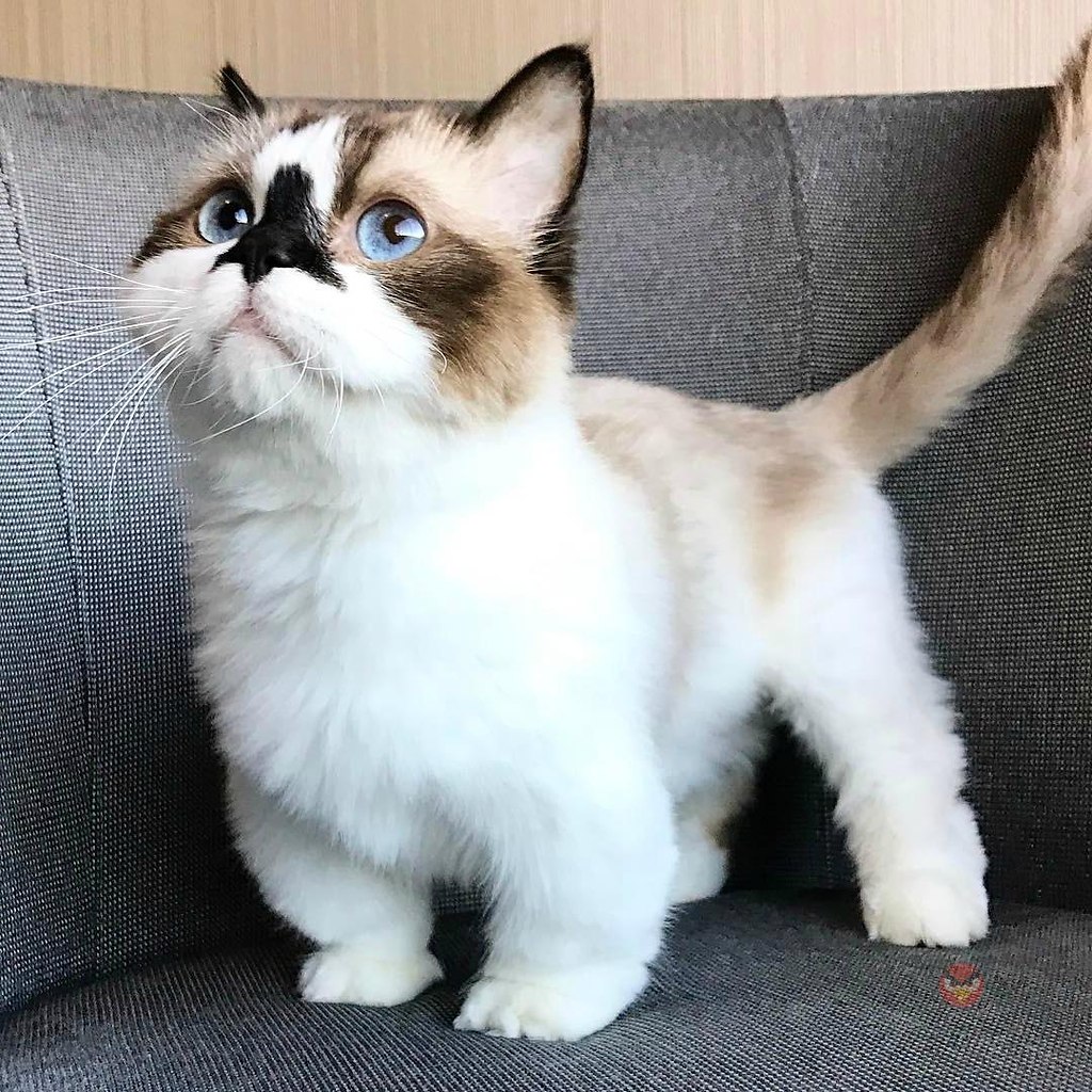 Манчкин котик
123