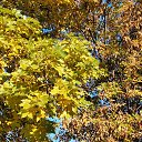  , , 50  -  9  2019    2019