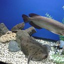 ���� �������, �������, 41 ��� - ��������� 11 ������� 2019 � ������ ���� ����������