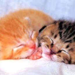 ����� ���������, ���������, 63 ����