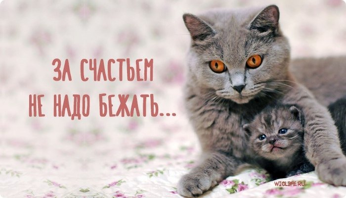 Старая мудрая кошка лежала на травке и грелась на солнышке. Тут мимо нее пронёсся маленький шустрый ...