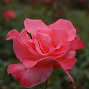  , , 70  -  15  2019   CA_2019_San Jose_Rose Garden_2