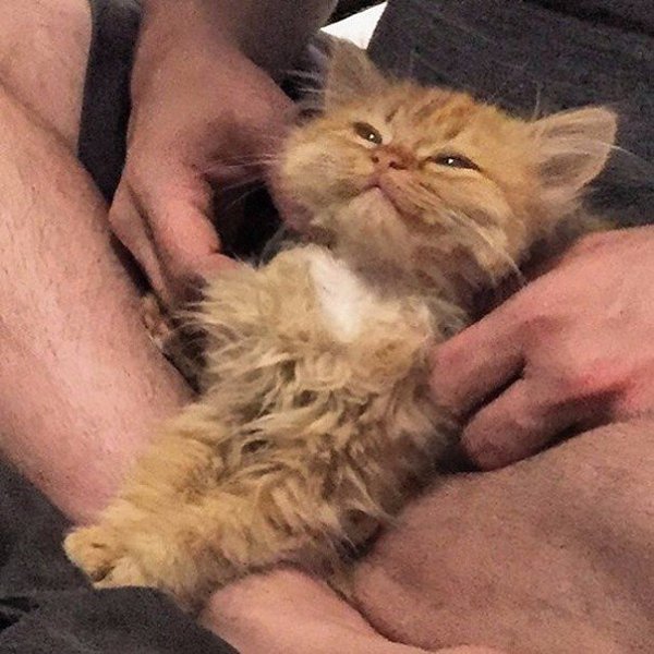 Кошечка с кличкой Рей, не перестает мило улыбаться. Потому что она из приюта едет домой в новую и ... - 2