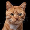 ���� ������, �����, 53 ���� - ��������� 4 ������ 2020 � ������ ���� ����������