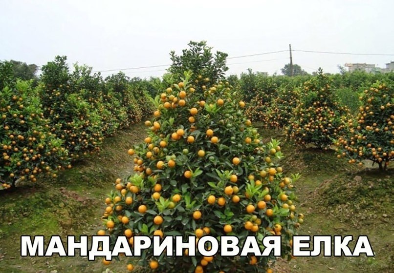    :D - 31  2019  19:02