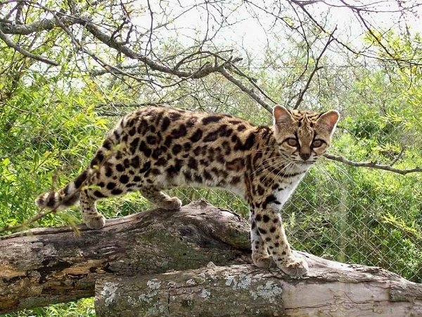 Великолепные виды кошачьих, которые исчезают из дикой природы. 1.Снежные барсы - к сожалению, на них ... - 5