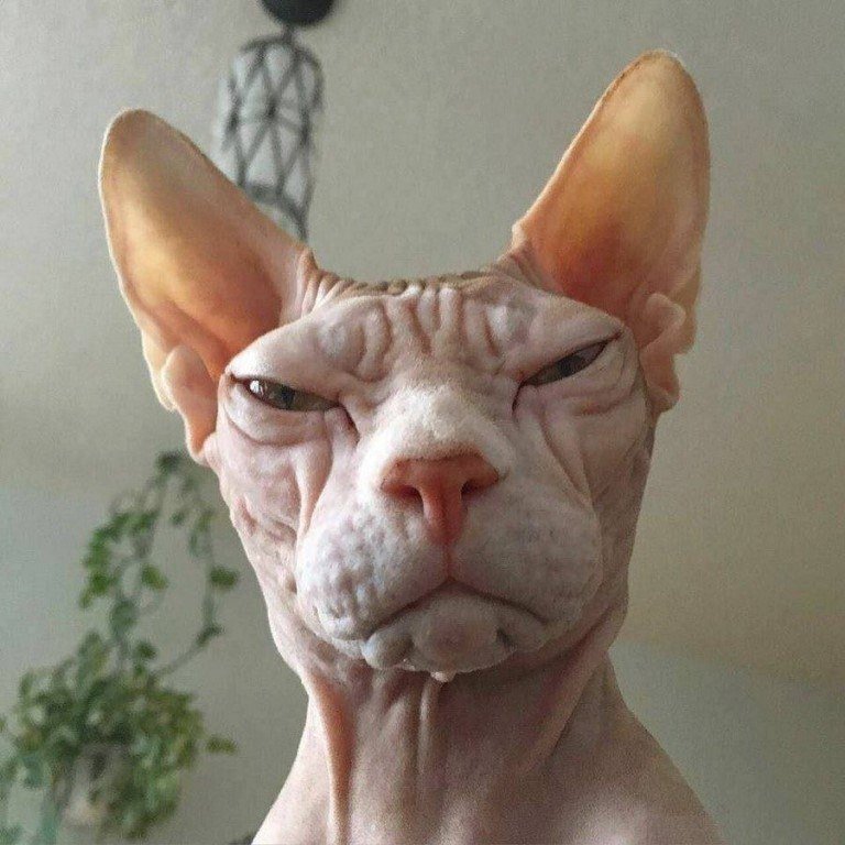 - *-!!    !!...))  -   ... - 2