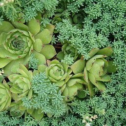 �����, ���������, 51 ���