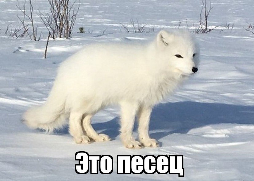 Песец под. Вуалевый песец. Песец Ямал. Берингийский песец. Берингийский песец (Alopex lagopus).