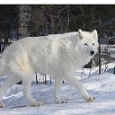 ���� ���������, ������ - ��������� 29 ������� 2019 � ������ �wolf�