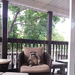 ˸��, ���������, 24 ����