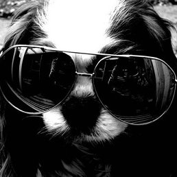 ����, �����������, 40 ���