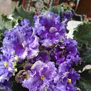 ���� �������, ���������, 45 ��� - ��������� 5 �������� 2019 � ������ ���� ����������