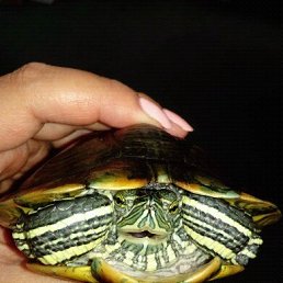 ���� Narek, �������, 44 ���� - ��������� 6 ����� 2020