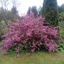 ���� �������, ������, 62 ���� - ��������� 1 ���� 2020 � ������ ���� ����������