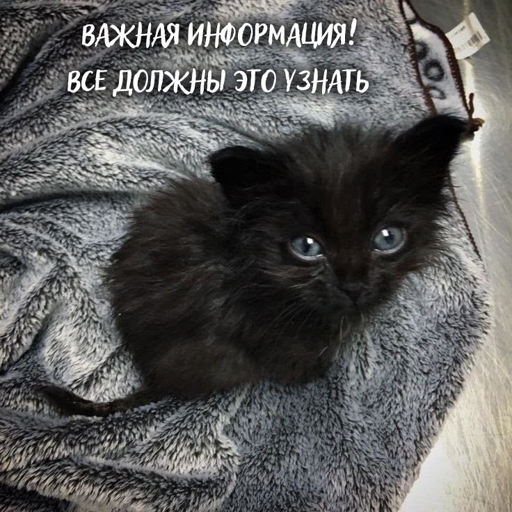 Black cats metter