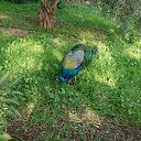 ���� �����, �������, 52 ���� - ��������� 21 ������� 2020 � ������ ������ ��������