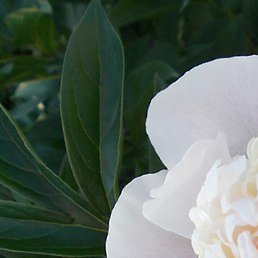 ����, ������